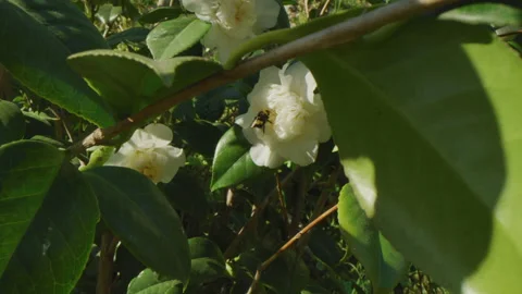 Macro shot of a bumblebee picking a white flower in a garden Stock Footage 229533013