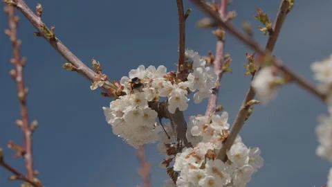 Macro shot of a bumblebee pollinating white cherry blossoms. Stock Footage 332010889