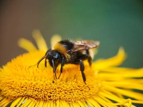 Macro Shot of a Bumblebee Pollinating a Yellow Flower Stock Photos