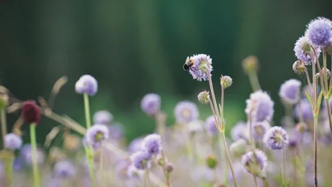 A macro shot of a bumblebee on a wildflower Stock Footage 318141017