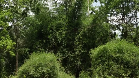 Macro shot of bushes inside the forest Stock Footage 156965795