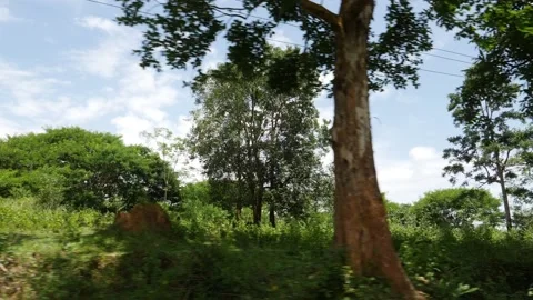 Macro shot of bushes inside the forest 動画素材 156965889