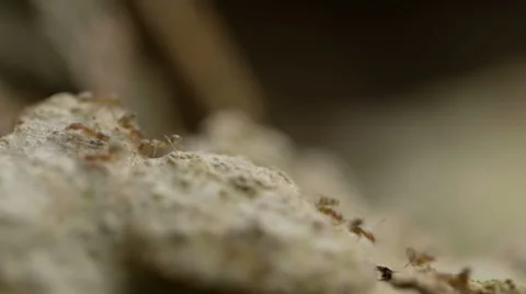 Macro shot of busy working brown ants on a rock #3 Stock Footage 51928003