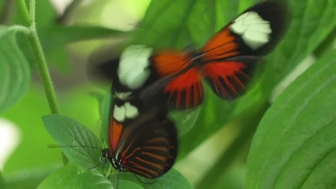 Macro Shot of Butterflies Mating in a Leaf Stock Footage 96306015