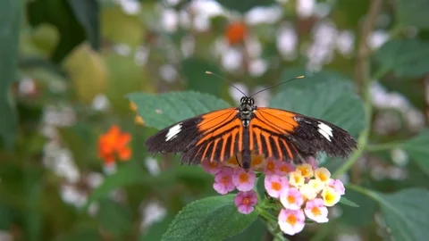 Macro shot of a butterfly drinking nectar Stock Footage 89060396