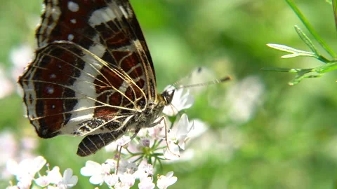 Macro shot of butterfly feeding nectar of white flower - slow motion Vidéo 163307285
