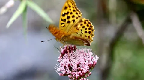 Macro shot of a butterfly Stock Footage 24587139