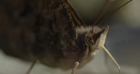 Macro shot of a Butterfly Stock Footage 240891859
