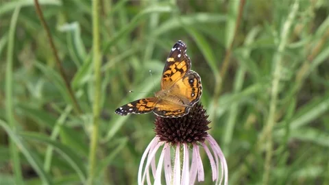Macro shot of a butterfly getting nectar. Stock-Footage 123443184