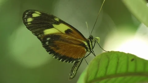 Macro Shot of Butterfly in a Leaf Stock Footage 96306042