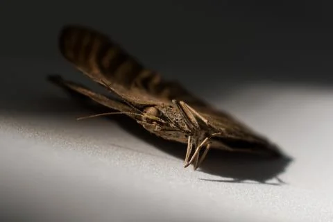 Macro shot of butterfly with selective focus. Stock Photos