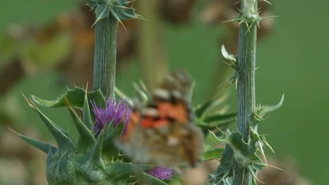 Macro shot of butterfly in slowmotion Stock Footage 78589816