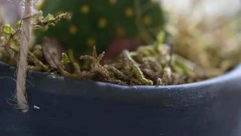 Macro shot of cactus leaf. Nature green botany concept. detailed leaf. Stock Footage 171861460