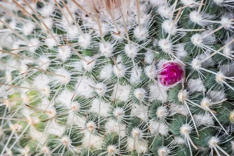 Macro shot of the cactus pattern. Foto stock