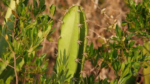 Macro shot of cactus spines, Cactus plant spines footage Video stock 150732790