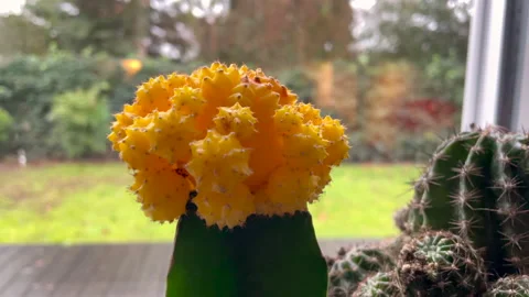 Macro shot of cactus with yellow head. Lighting and blooming indoors.Close up. Video stock 146157193