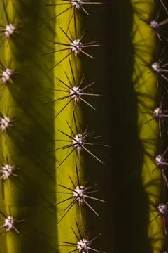 The macro shot of a cactuss sharp spines in natural light Desert plant backdrop 库存照片