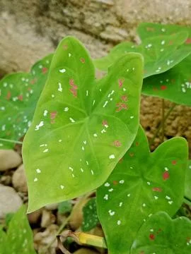 Macro shot of Caladium bicolor leaf with red and white spots Stock Photos
