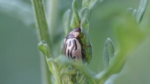 Macro Shot Of Calligrapha Beetle Perching On Leaf Stock Footage 342117840