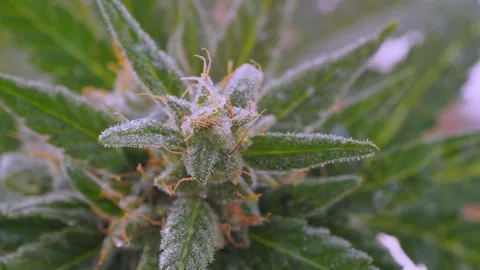 Macro shot: cannabis leaf. Trichomes sparkle under light. 動画素材 285034843