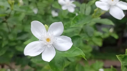 Macro shot of Cape Jasmine with white petals and green leaves Stock Footage 332176570
