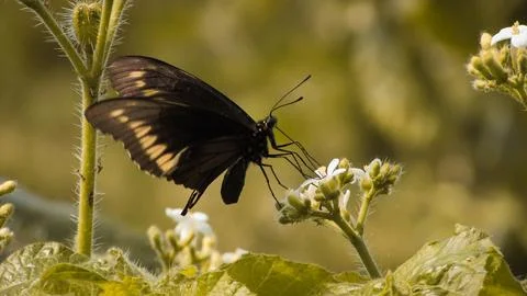 Macro shot capturing a beautiful black butterfly with yellow patterns on it.. Stock Photos