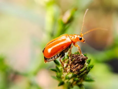 A macro shot capturing the beauty of a small, orange beetle perched on a pl.. Stock Photos