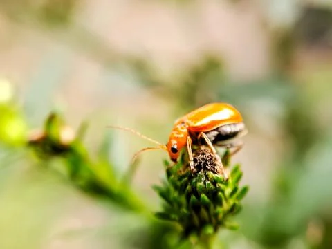 A macro shot capturing the beauty of a small, orange beetle perched on a pl.. Stock Photos