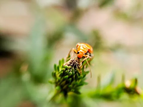 A macro shot capturing the beauty of a small, orange beetle perched on a pl.. Stock Photos