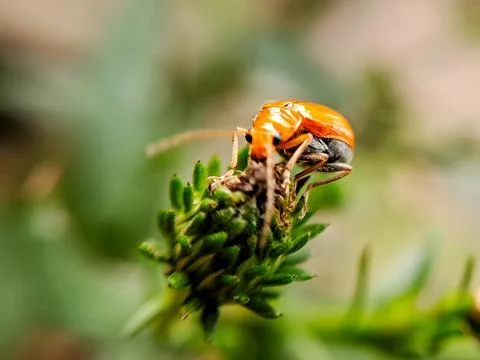 A macro shot capturing the beauty of a small, orange beetle perched on a pl.. Stock Photos