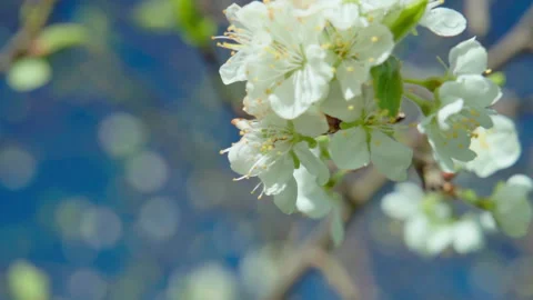Macro shot capturing bee in vibrant springtime floral environment Stock Footage 326033307