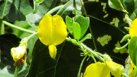 Macro shot capturing the bright yellow petals and intricate green foliage, .. Stock Photos