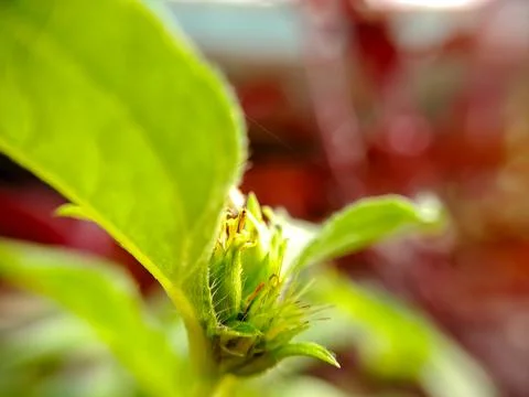 A macro shot capturing a cluster of tiny, vibrant yellow wildflowers bloomi.. Stock Photos