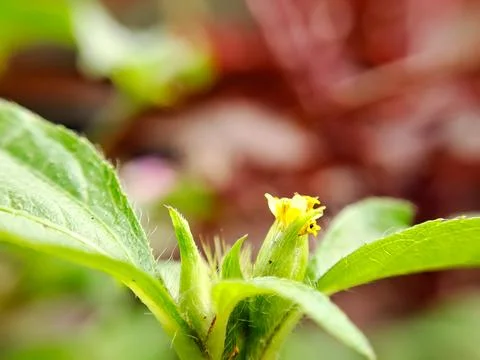 A macro shot capturing a cluster of tiny, vibrant yellow wildflowers bloomi.. Stock Photos