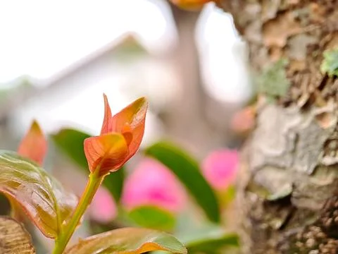 A macro shot capturing the delicate beauty of new leaves emerging from a br.. Stock Photos