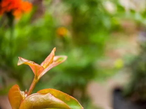 A macro shot capturing the delicate beauty of new leaves emerging from a br.. Stock Photos