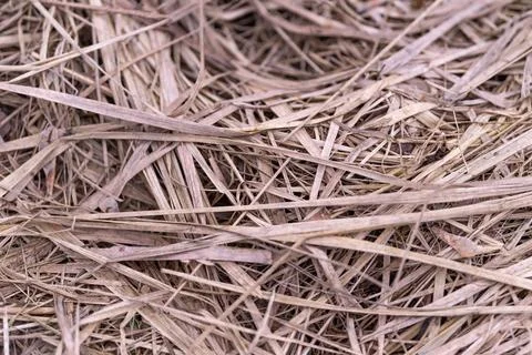 Macro shot capturing dry grass fibers with subtle lighting effects. Highresoluti Stock Photos