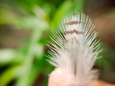 A macro shot capturing the intricate details of a bird feather, showcasing .. Stock Photos