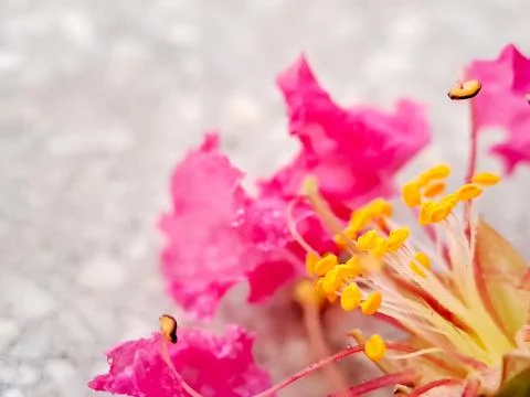 A macro shot capturing the intricate details of a vibrant pink Crepe Myrtle.. Stock Photos