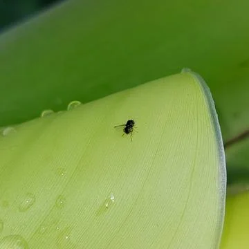 Macro shot capturing the intricate texture of young vibrant green leaves Stock Photos