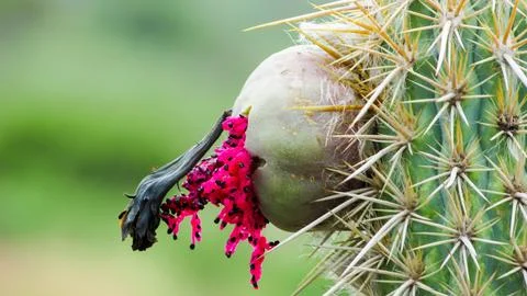 Macro shot capturing a spiny cactus fruit splitting, showing its vivid fuch.. Stock Photos