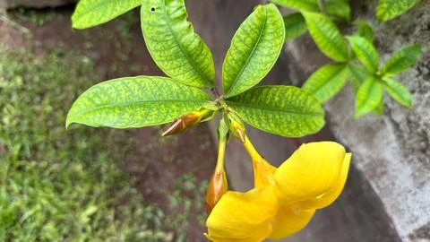 Macro shot capturing the vibrant yellow Allamanda flower in bloom, showcasing Foto stock