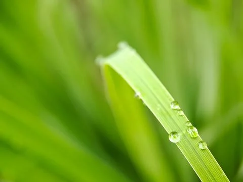 A macro shot capturing water droplets clinging to a blade of grass, glisten.. Stock Photos