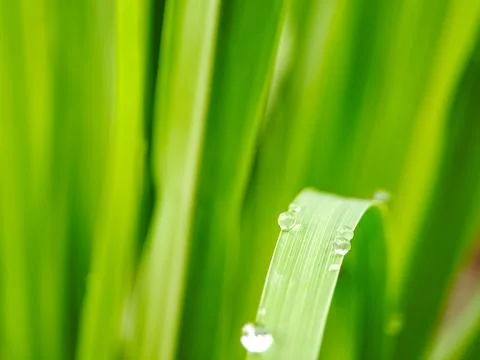 A macro shot capturing water droplets clinging to a blade of grass, glisten.. Stock Photos