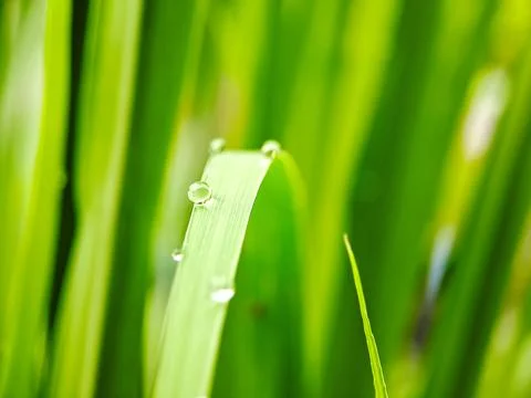 A macro shot capturing water droplets clinging to a blade of grass, glisten.. Stock Photos