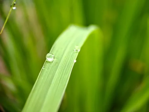 A macro shot capturing water droplets clinging to a blade of grass, glisten.. Stock Photos