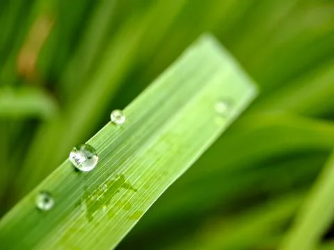 A macro shot capturing water droplets clinging to a blade of grass, glisten.. Stock Photos