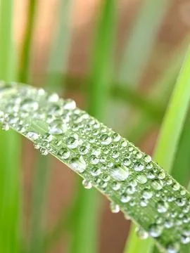 A macro shot capturing water droplets clinging to a blade of grass, glisten.. Stock Photos