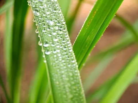 A macro shot capturing water droplets clinging to a blade of grass, glisten.. Stock Photos