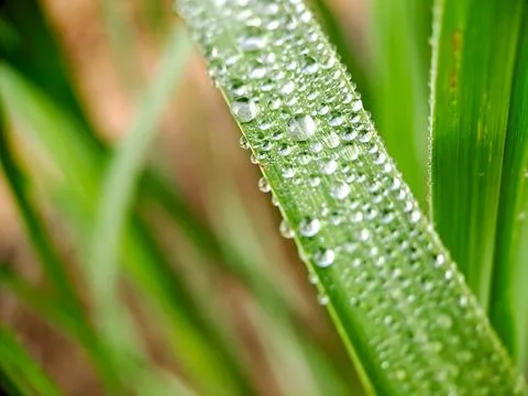 A macro shot capturing water droplets clinging to a blade of grass, glisten.. Stock Photos